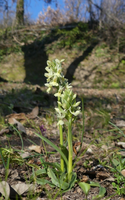 Dactylorhiza romana in una splendida variabilit - provincia di Caserta marzo 2019